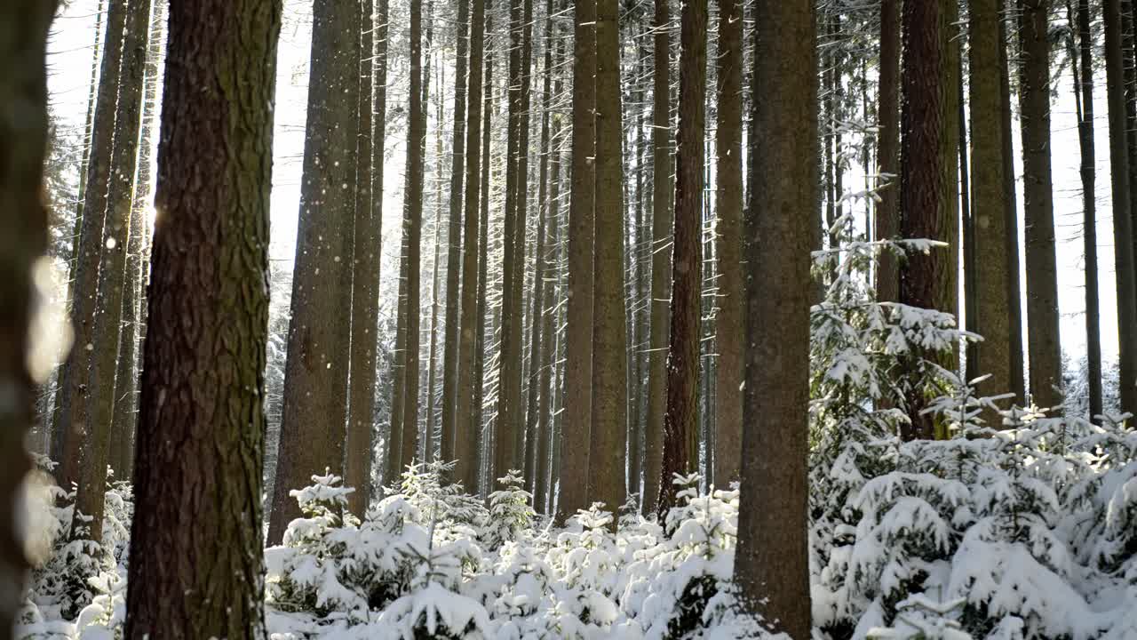 Winter wonderland in the forest with falling snowflakes