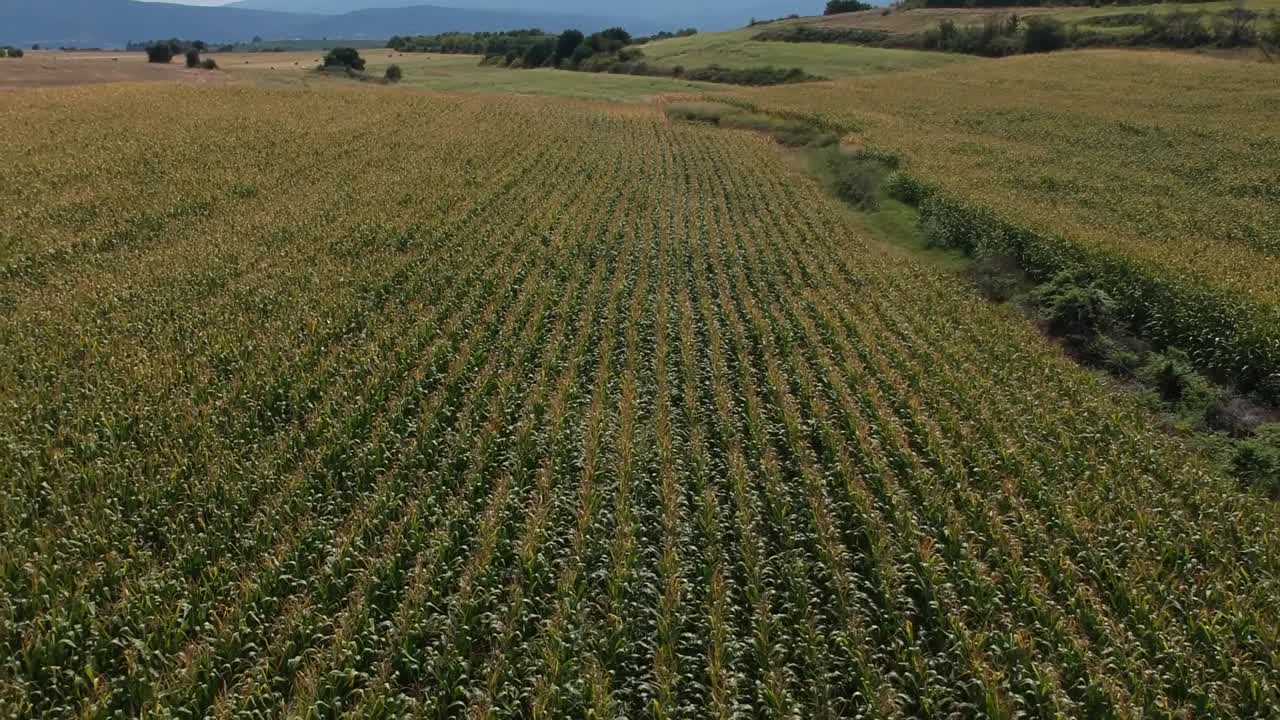 un dron delantero disparó sobre un campo de maíz de una montaña y campos sobre un campo verde de verano en el norte de grecia