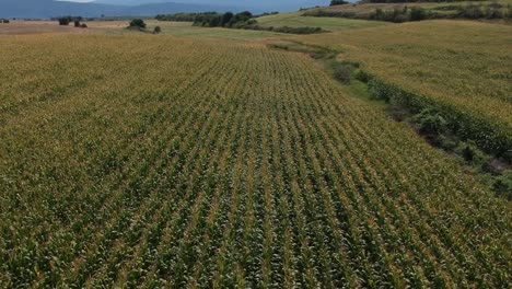 forward drone shot over a corn field of a mountain and fields over a green summer field in northern greece