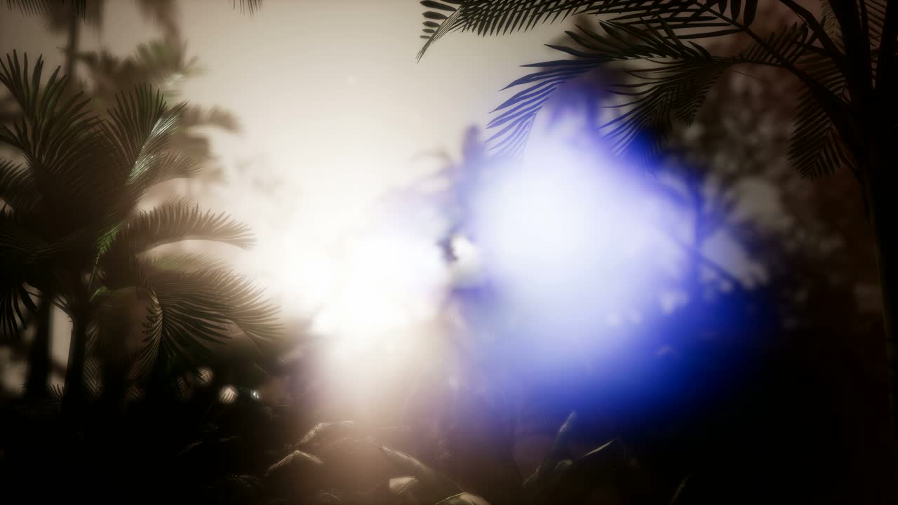 los rayos del atardecer a través de las palmeras