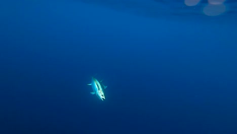 vista submarina de un atún de aleta amarilla de cerca en cámara lenta siendo gaffed
