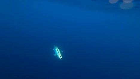 underwater view of a yellowfin tuna up close in slow motion getting gaffed