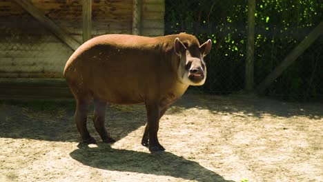 brazilian tapir smelling the air with his long nose looking funny standing on one spot in his area where he lives sunny bright vibrant colours brown fur slow motion