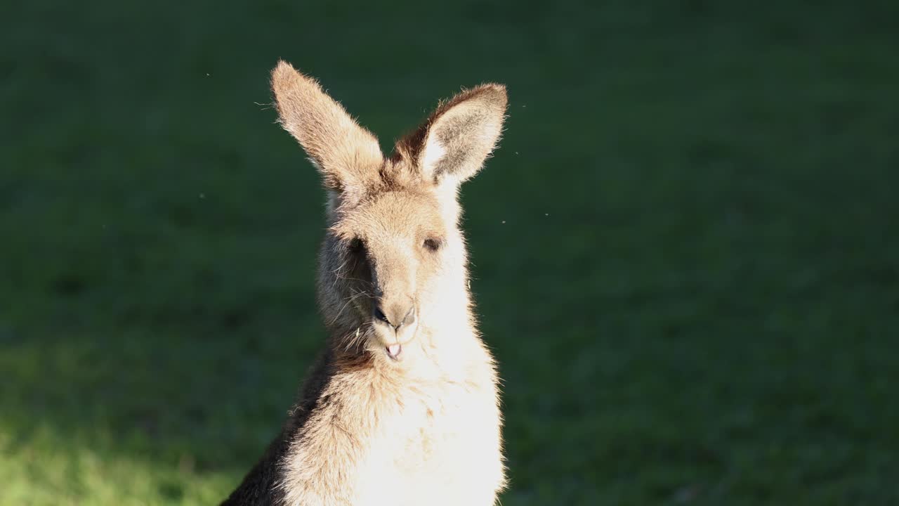Kangaroo eating grass at Australia Zoo