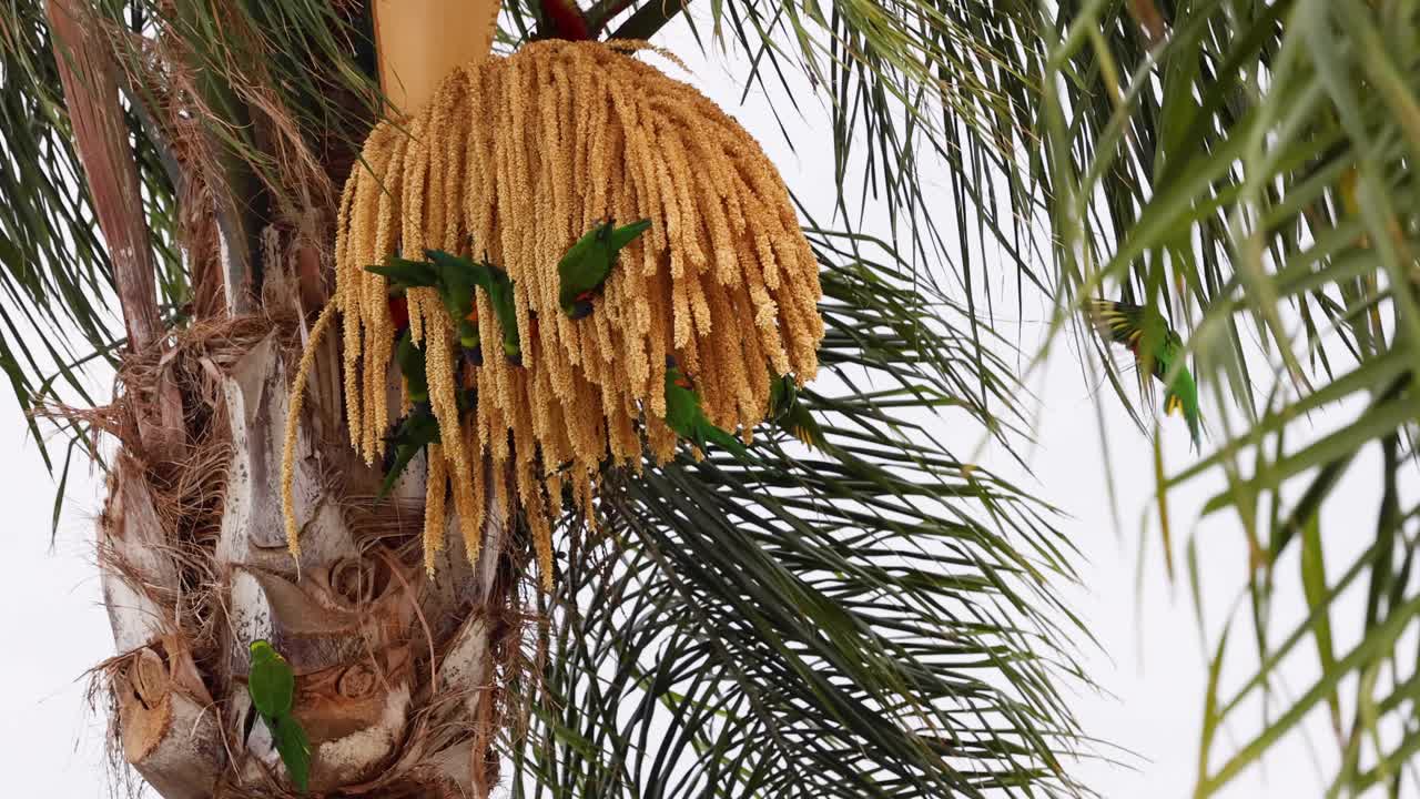 lorikeet colorido moviéndose entre las hojas de palma