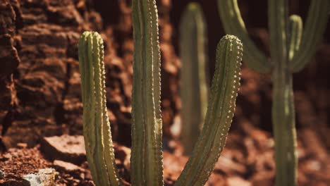 cactus en el desierto de arizona cerca de piedras de roca roja
