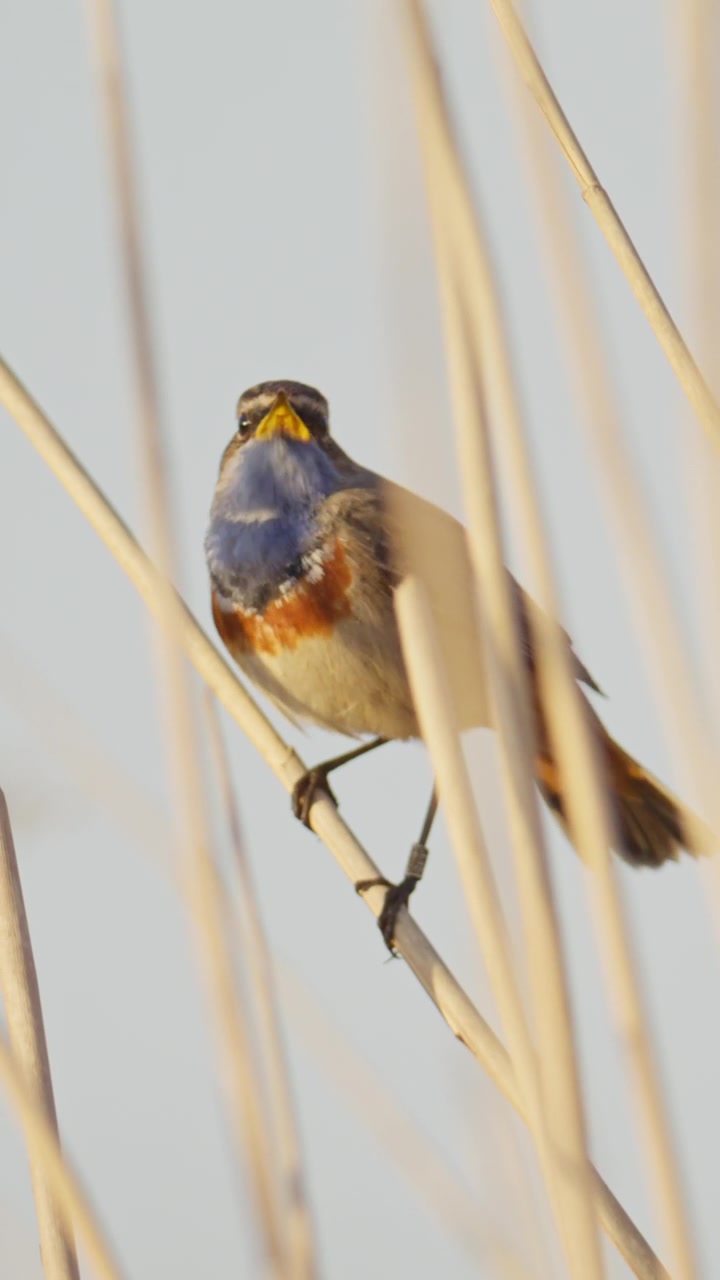 Un pettazzurro si posa su steli alti, cantando nella soffusa luce del mattino. Ideale per documentari sulla fauna selvatica o progetti a tema naturalistico.