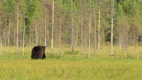 brown bear (ursus arctos) in wild nature is a bear that is found across much of northern eurasia and north america. in north america, the populations of brown bears are often called grizzly bears.