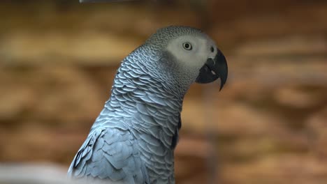 close up shot of a congo african grey parrot, psittacus erithacus, with food stored in its crop, squawking and talking in its habitat, wildlife close up shot