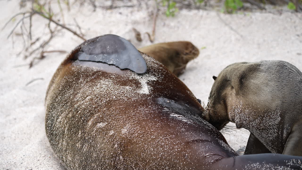 Ung sjøløve som dier fra mor på Playa Punta-stranden på San Cristóbal-øya på Galapagos.