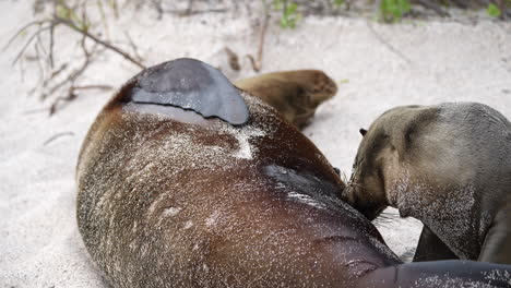 young sea lion breastfeeding from mother on playa punta beach at san cristobal island in the galapagos