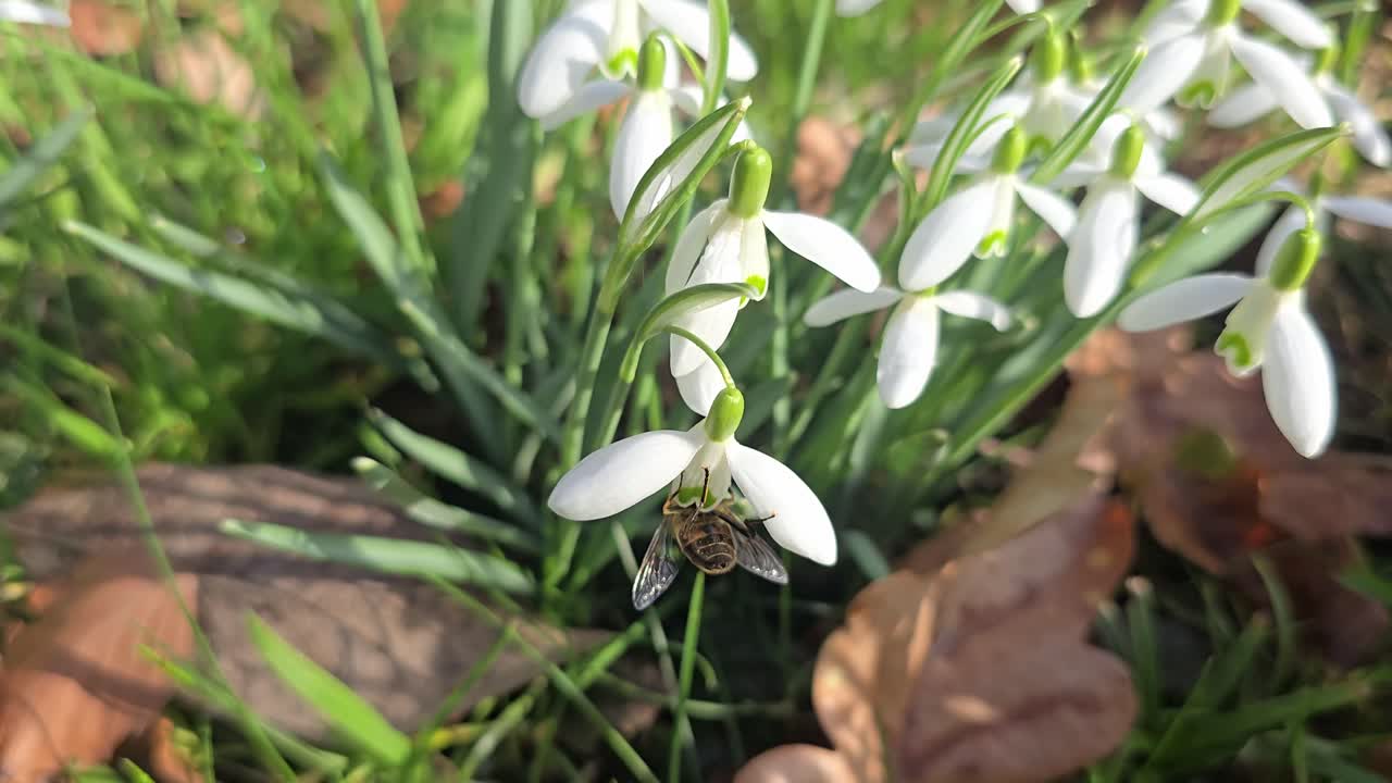 A cámara lenta, una abeja recolecta néctar de una flor de campanilla