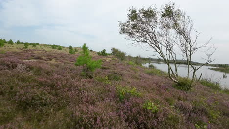 fast fpv drone flying through the dunes near a lake in schoorl, the netherlands