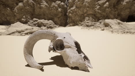 a single skull in the desert