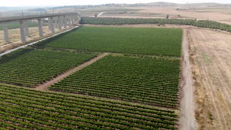 drone shot of a vineyard near a bridge