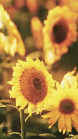 beautiful sunflowers in a field