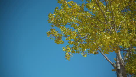 autumn leaves blowing in the wind against a blue sky