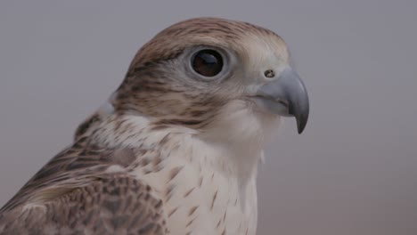 Primer-Plano-De-Un-Majestuoso-Halcón-Con-Ojos-Penetrantes-Y-Plumas-Detalladas,-Sobre-Un-Fondo-Suave