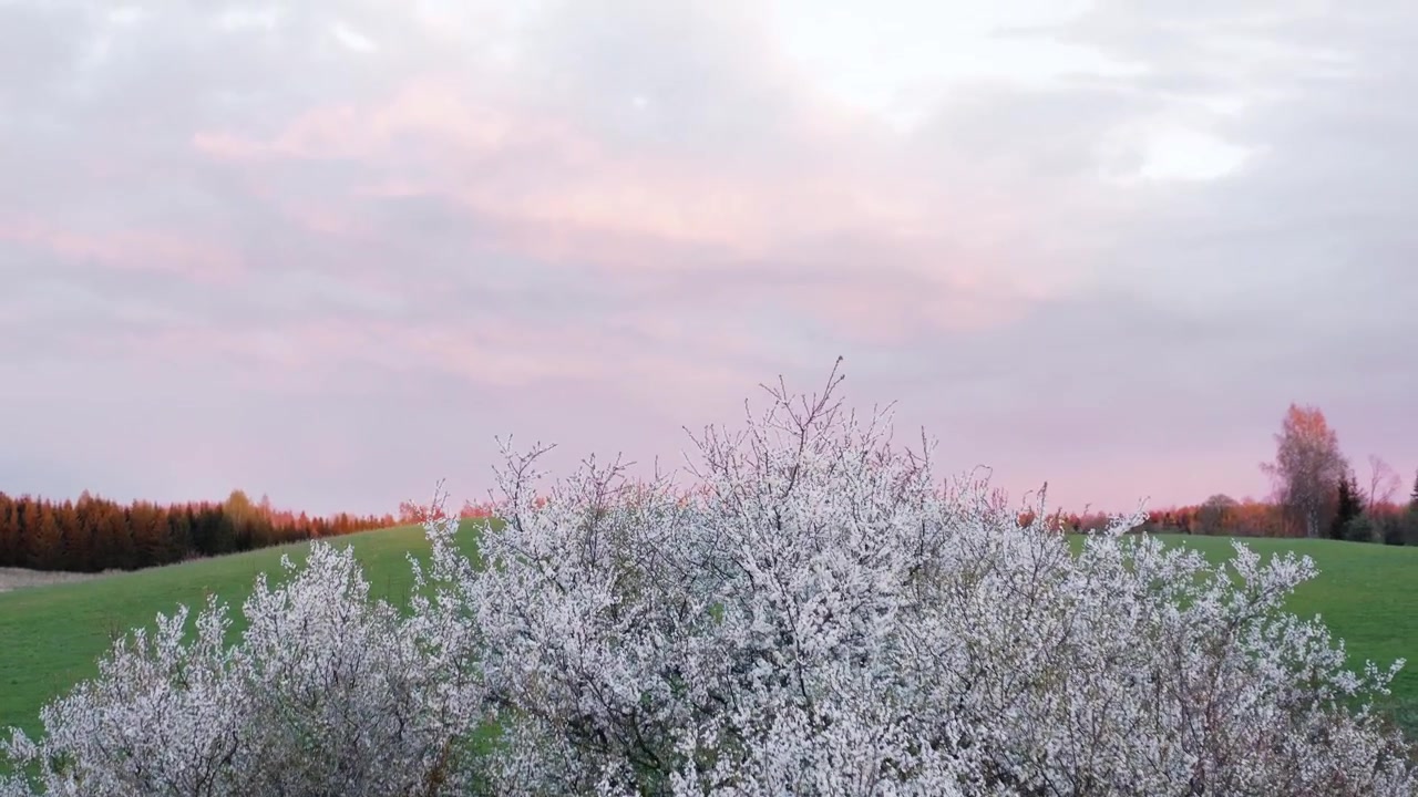 Ripresa aerea con drone di un albero fiorito in primavera su campi verdi e ondulati e vivaci, sotto un cielo colorato al tramonto serale.