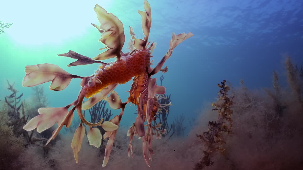 알을 가진 잎이 많은 바다 용 4k 슬로우 모션 사우스 오스트레일리아