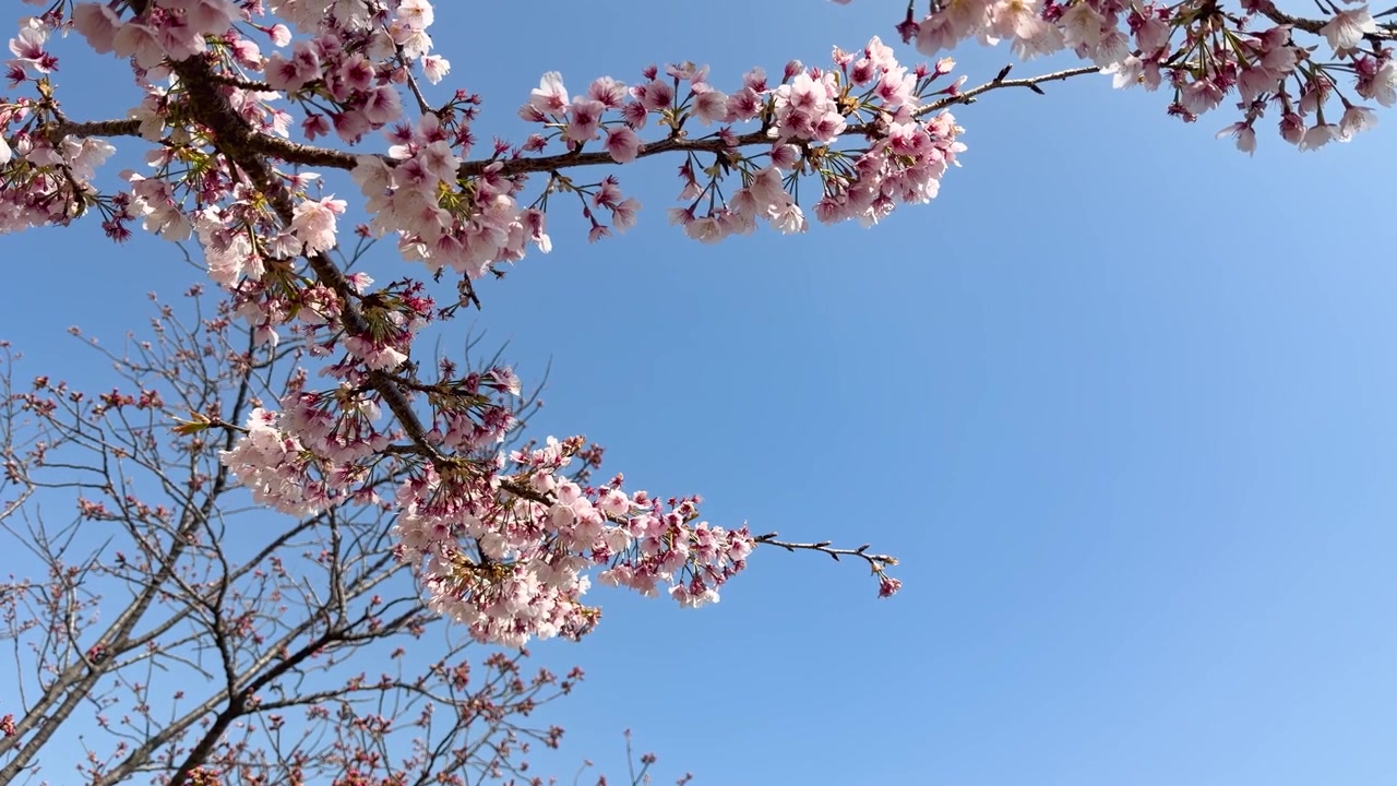 Inquadratura dal basso di rami di sakura rosa che ondeggiano dolcemente contro un cielo primaverile azzurro brillante.