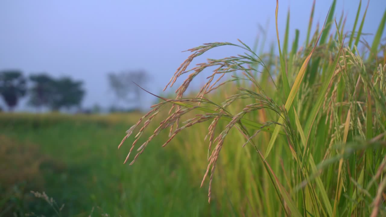 벼는 세계 대부분의 국가에서 주식이자 현금 작물입니다.