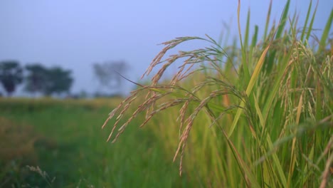 El-Arroz-Es-El-Alimento-Básico-Y-El-Cultivo-Comercial-De-La-Mayoría-De-Los-Países-Del-Mundo.