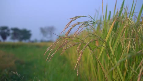 paddy is the staple food and cash crop of most of the countries of the world