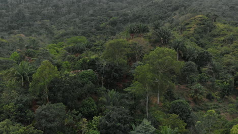 aerial view of the forest in the colombian massif