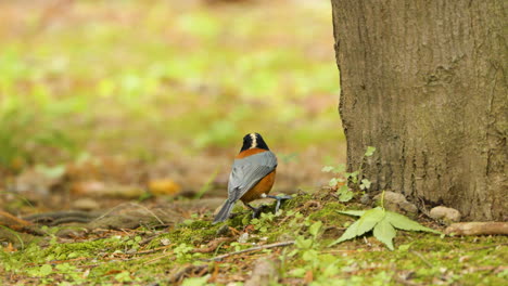 Varied-Tit-Bird-Hides-Pine-Nuts-in-Soil-in-Autumn-Close-up