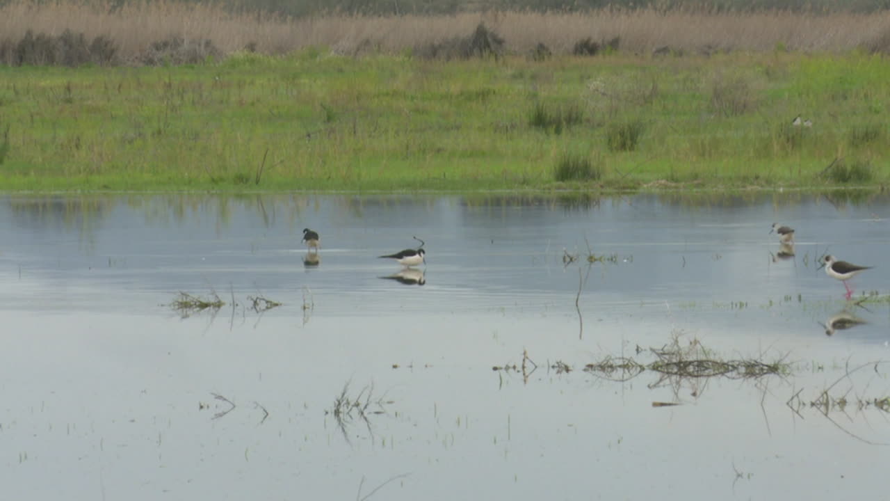 습지 에 있는 새 들