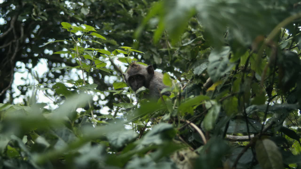 Slow motion monkey moving through tropical jungle in Indonesia