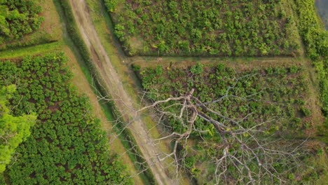 Vista-Aérea-O-Toma-De-Vista-De-Drones-Del-Jardín-De-Té-De-Assam