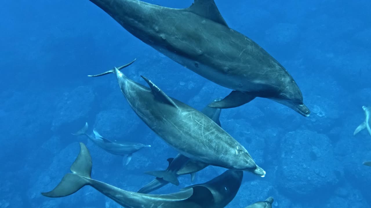 grupo de delfines nadando sobre los arrecifes de coral bajo el mar azul profundo
