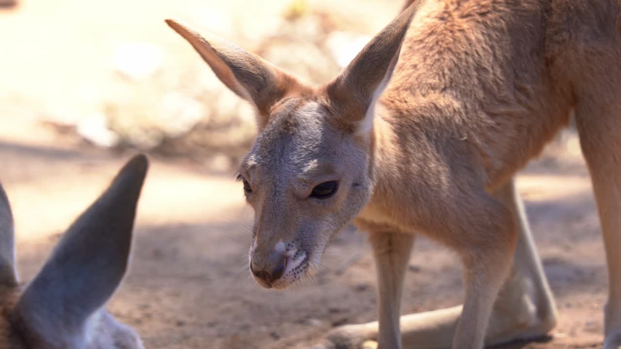 Scared little joey with shivering body, separated from the mother kangaroo, curiously wondering around and exploring its surrounding environment, close up shot