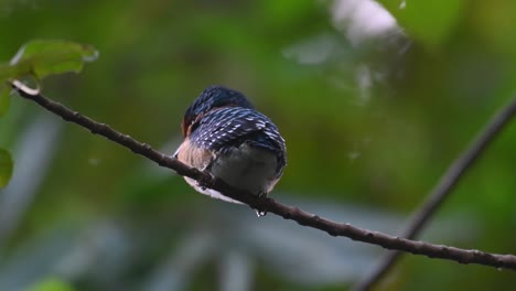 a male fledgling seen from its back side as the camera zooms out, banded kingfisher lacedo pulchella, thailand