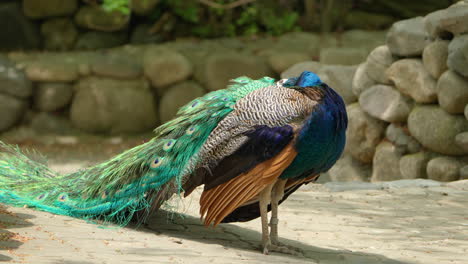 Indian-Peacock-Bird-Preening-Feathers-at-Seoul-Zoo-in-Spring---Slow-motion