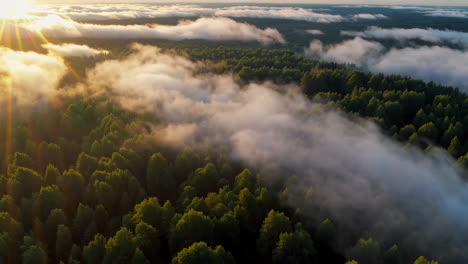sunrise over misty forest