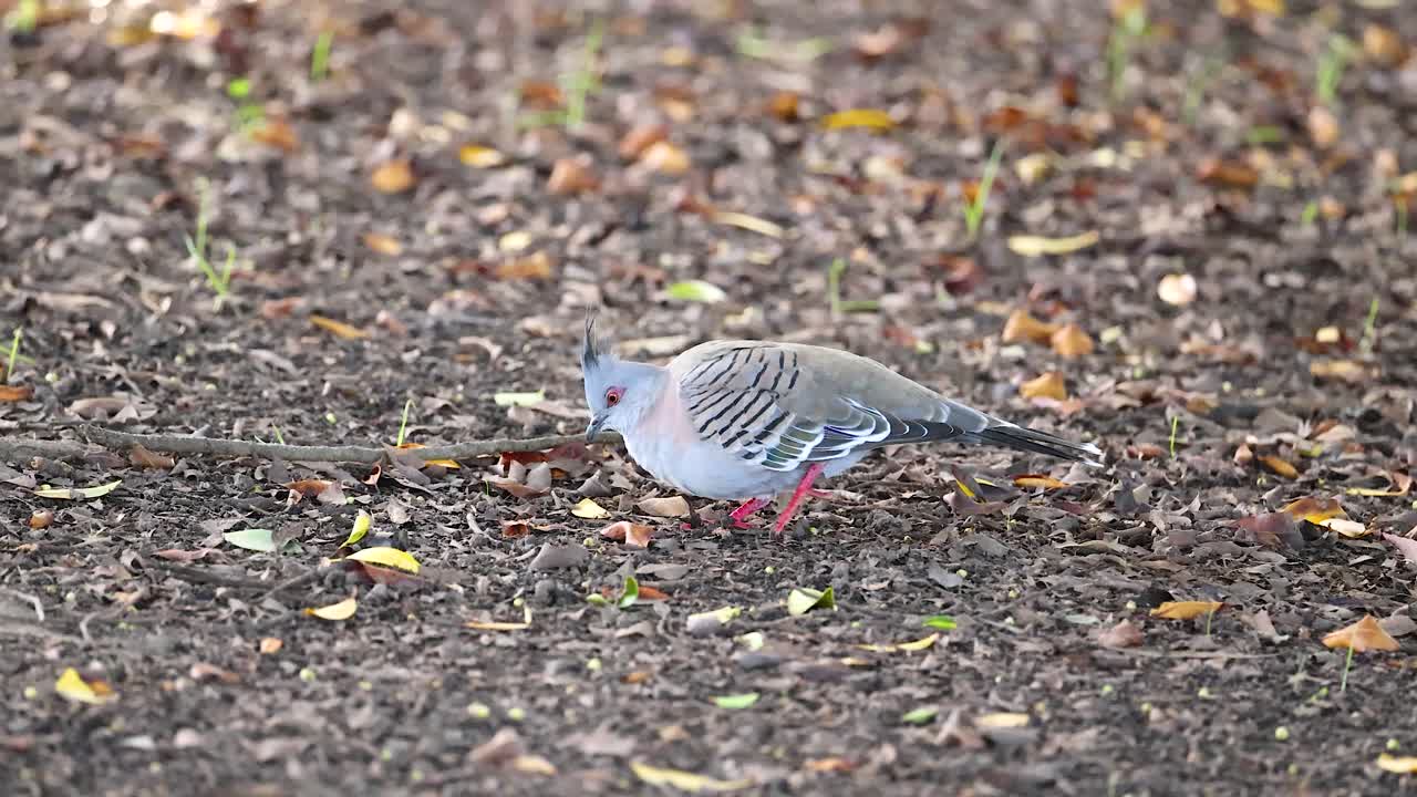 A Crested Pigeon searches for food on the forest floor in Gold Coast, captured in natural lighting with a steady camera