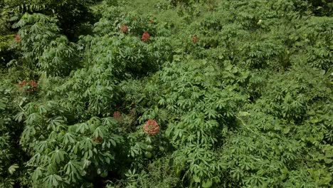 Fliegen-über-Waldvegetation-Mit-Orangenpflanzen---Drohnenaufnahme-Aus-Der-Luft