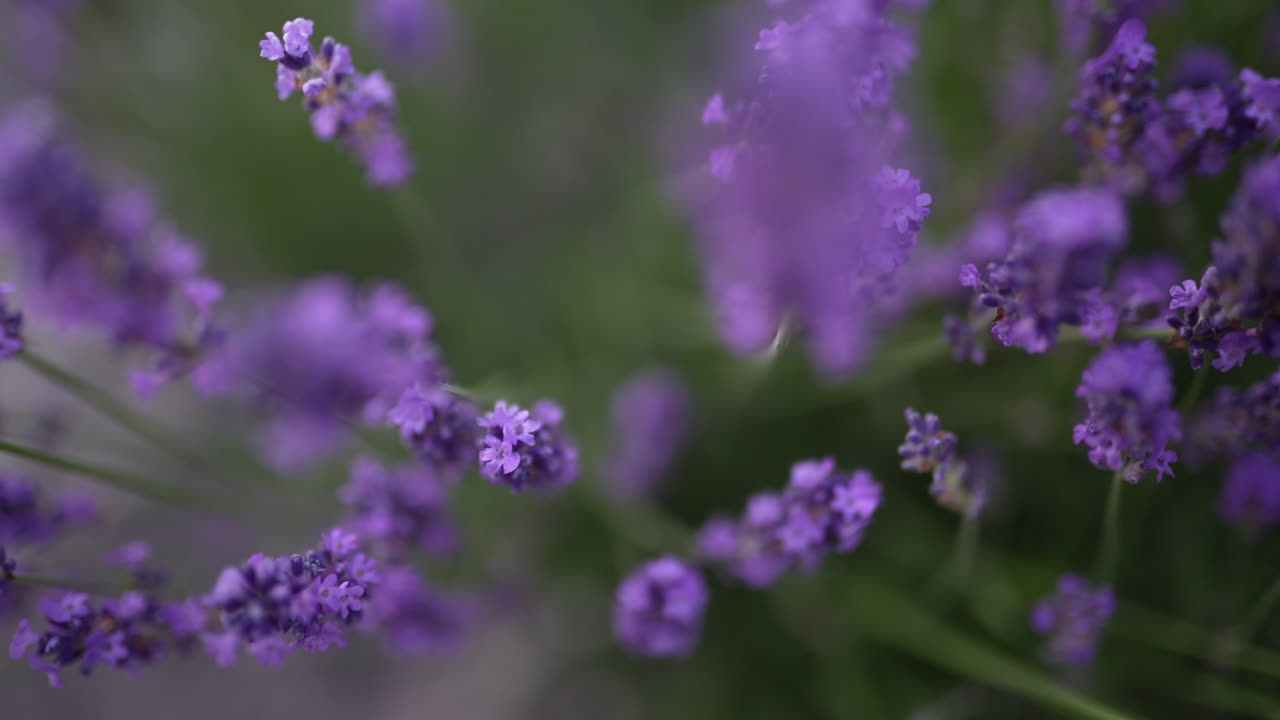 Ape mellifera che raccoglie nettare su lavanda in fiore in un campo estivo viola sfocato