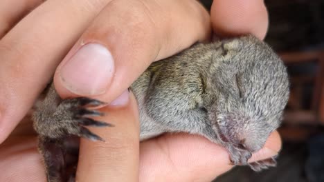 holding a tiny baby squirrel that lost its parents, adorable and cute animal