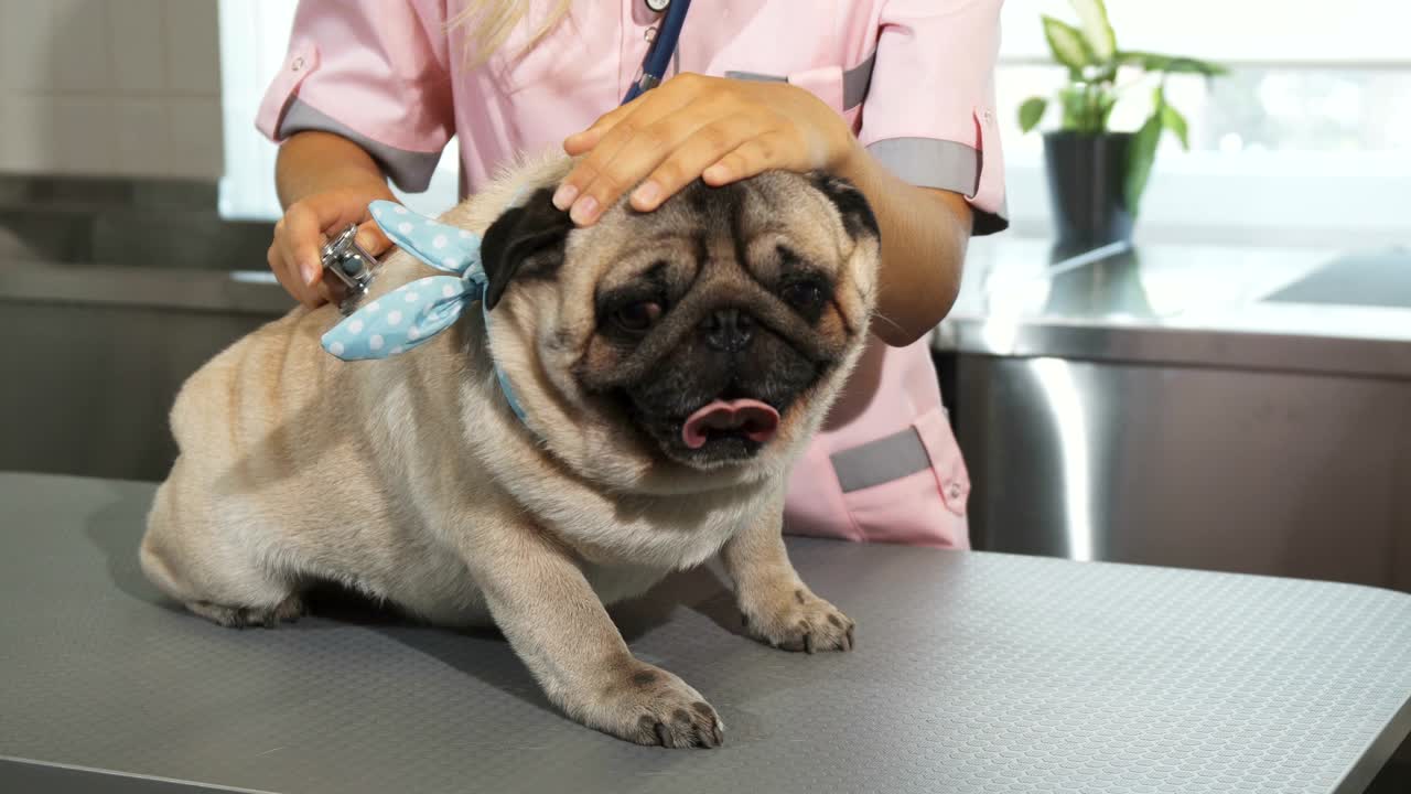 간호사는 파그 개들의 호흡을 확인하고 있습니다.