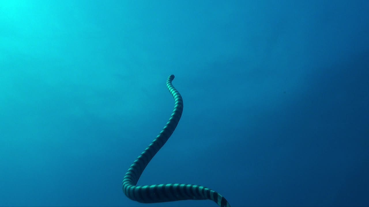 serpiente marina de labios amarillos que asciende hacia la superficie del océano, primer plano