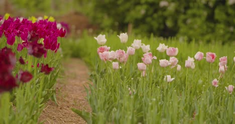 hermosos tulipanes rojos que florecen en el campo 27