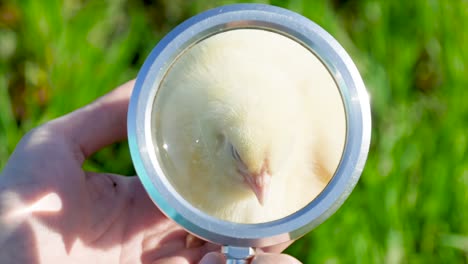 yellow chicken on a green lawn being studied with a magnifying glass. small chick became closer. concept of love, care, youth and family