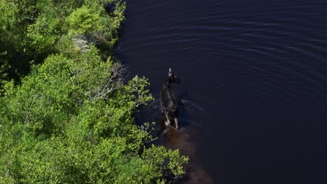 Moose-at-rivers-edge-alert-looking-around-while-foraging