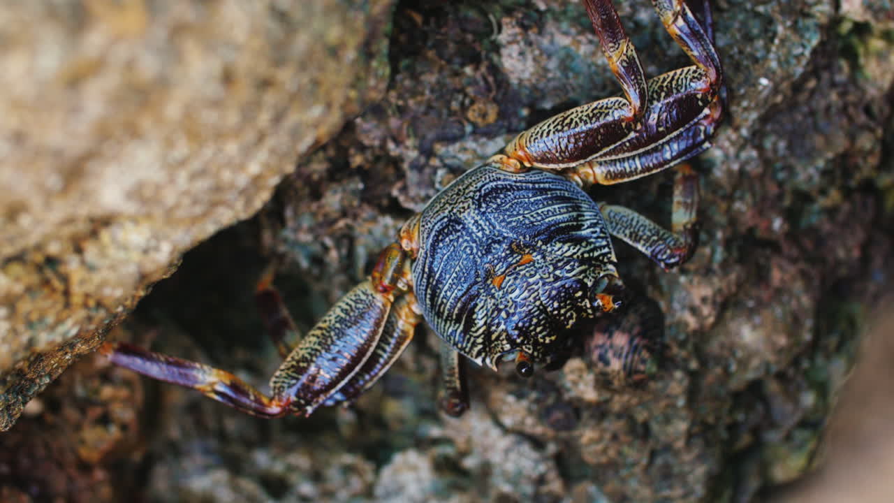 게는 해안 슬로업 비디오에서 바위에 앉아