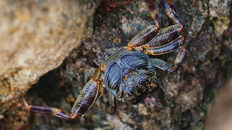 el cangrejo se sienta en una roca en la costa video de slose-up