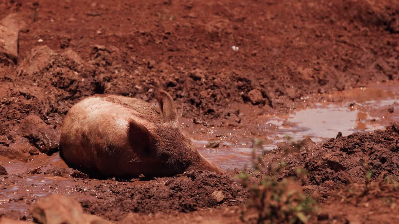 un cerdo se balancea felizmente en un charco de barro.